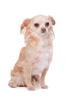 Mixed breed Chihuahua dog in front of a white background