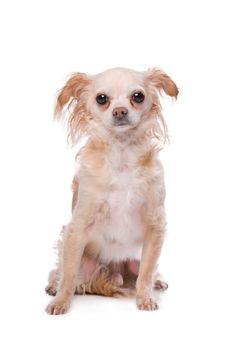 Mixed breed Chihuahua dog in front of a white background