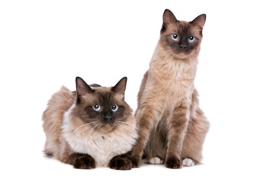 Two Ragdoll cats in front of a white background