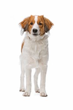 Kooiker dog, Dutch Dog breed, in front of a white background