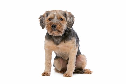 mixed breed Yorkshire Terrier in front of a white background