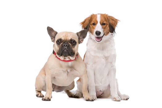 French Bulldog and a Kooiker Dog in front of a white background