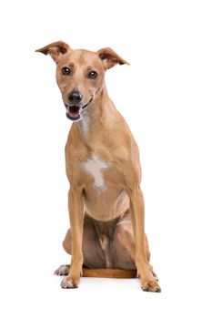 Podenco dog sitting on front of a white background