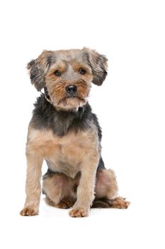 mixed breed Yorkshire Terrier in front of a white background