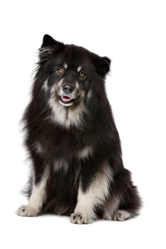 Finnish Lapphund in front of a white background