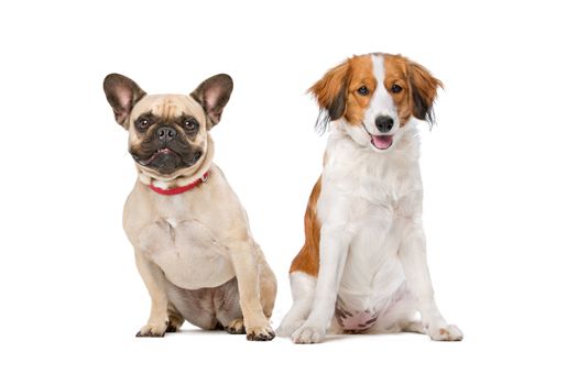 French Bulldog and a Kooiker Dog in front of a white background