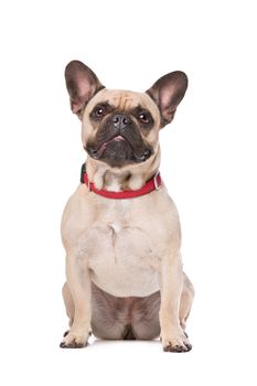 Brown French Bulldog sitting in front of a white background
