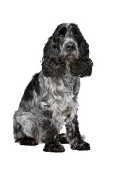 Dark blue roan Cocker Spaniel in front of a white background