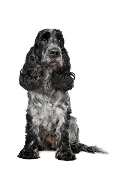 Dark blue roan Cocker Spaniel in front of a white background