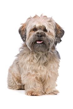 Mixed breed small fluffy dog in front of a white background