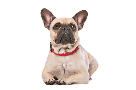 Brown French Bulldog sitting in front of a white background