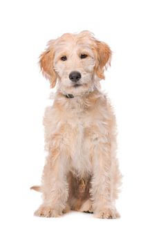 Beige Labradoodle dog in front of a white background