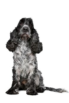 Dark blue roan Cocker Spaniel in front of a white background