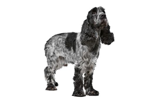 Dark blue roan Cocker Spaniel in front of a white background