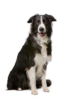 Black and White Border Collie dog in front of a white background