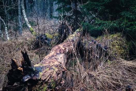 Coniferous stand of Bialowieza Forest in morning with pine and spruce. some lying broken