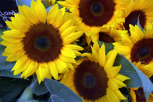 Farmers market with sunflowers. Aix-En-Provence, France