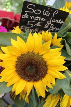 Farmers market with sunflowers. Aix-En-Provence, France