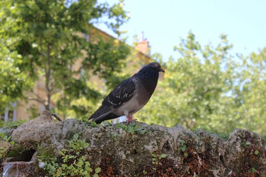 A close up of a pigeon standing on a water fountain. Cours Mirabeau street in Aix-En-Provence, France
