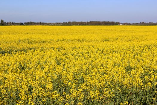 an agricultural field for the culture of colza with a horizon of blue sky