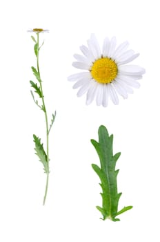 Leucanthemum vulgare and details of bloom and leaf isolated on white background.