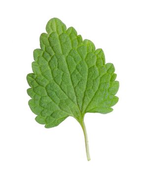 Fresh nettle leaf isolated on white background, often used in herbal alternative medicine