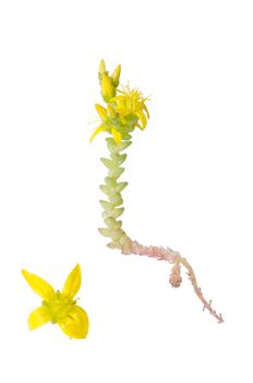 Goldmoss stonecrop and bloom detail isolated on white background.