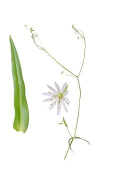 Stellaria graminea with details of bloom and leaf beside isolated on white background.