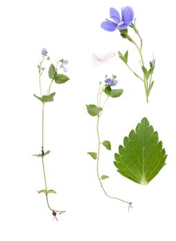 Two Veronica persica flowers and details of bloom and leaf beside isolated on white background.