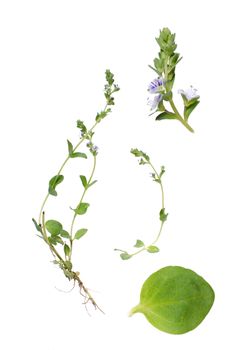 Veronica sepryllifolia and details of bloom and leaf beside isolated on white background.