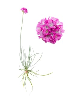 Armeria juniperifolia and detail of bloom isolated on white background.