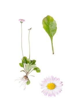 Bellis perennis and details of leaf and bloom isolatedn on white background.