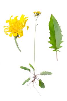 Crepis paludosa with details of leaf and bloom beside isolated on white background.