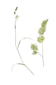 Dactylis glomerata with detail of bloom beside isolated on white background.