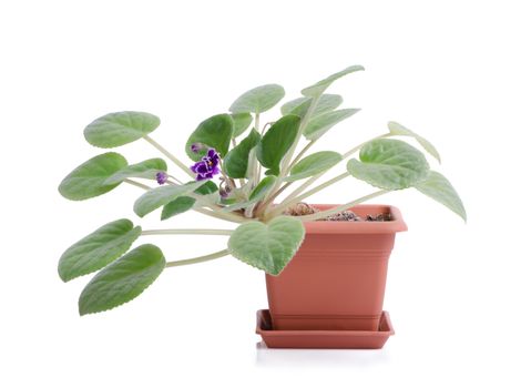 Blooming violet in brown plastic pot isolated on white background.