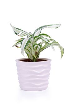 Houseplant in nice light decorative ceramic pot isolated on white background.