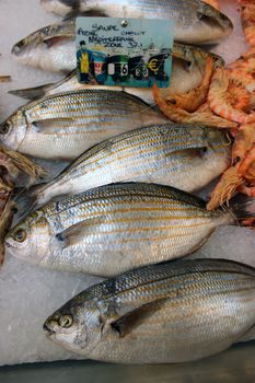 Sarpa salpa fish at the market in Aix-En-Provence, France. This fish can cause hallucinations 