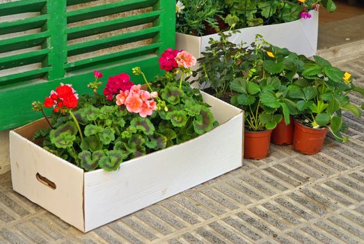 geranium plants with flowers inside a white paperboard box