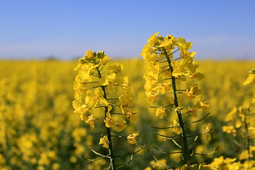 photo flower stems rape in the foreground against a background of a field of oilseed rape blurred horizon with blue sky