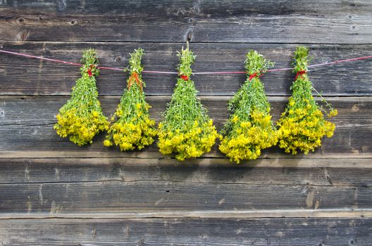 five midsummer bunch fresh medical herb St John's wort hang on old wooden barn wall