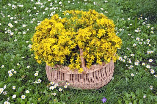 full wicker basket beautiful healthy medical flowers of st. Johns wort. Midsummer Feast of St John concept