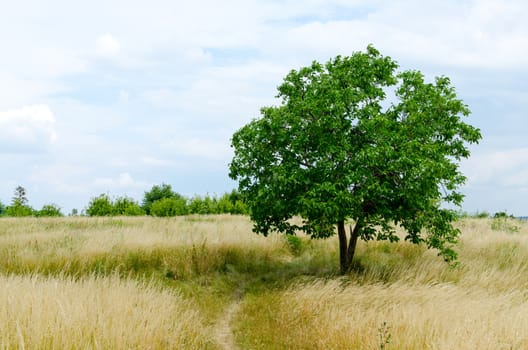 green lonely tree growing in a field