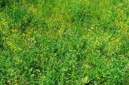 background of different wildflowers