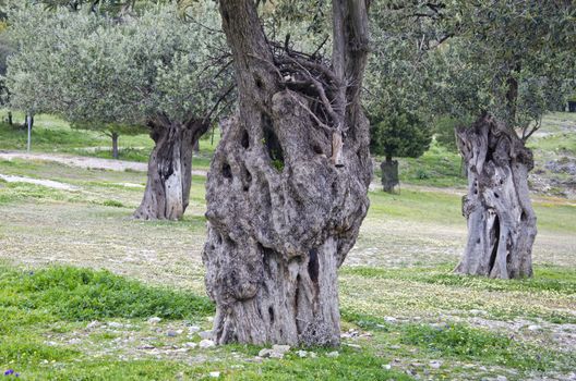 ancient olive tree trunks in Rhodes island, Greece