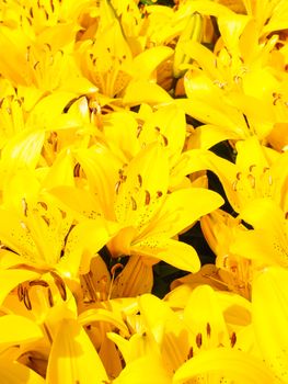 Closeup of beautiful bouquet of yellow lilies