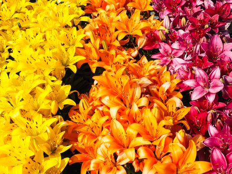 Closeup of beautiful rows with yellow, orange and dark pink lilies