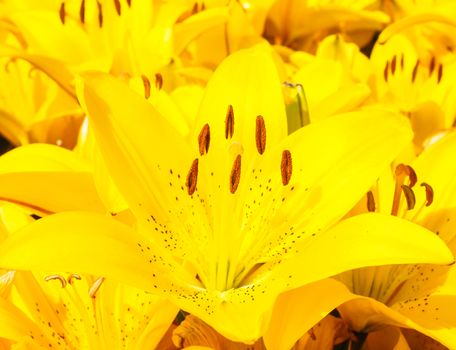 Closeup of beautiful bouquet of yellow lilies
