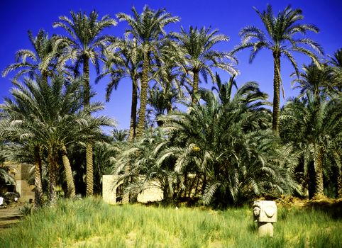 Palm trees in  Memphis, Egypt