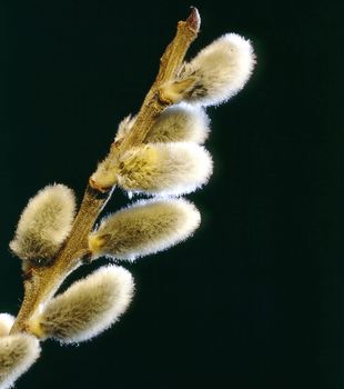 Pussy Willows at Spring