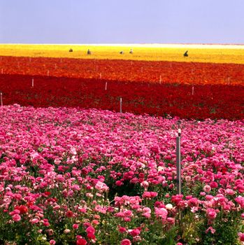 Flower Farm in Carlsbad, California